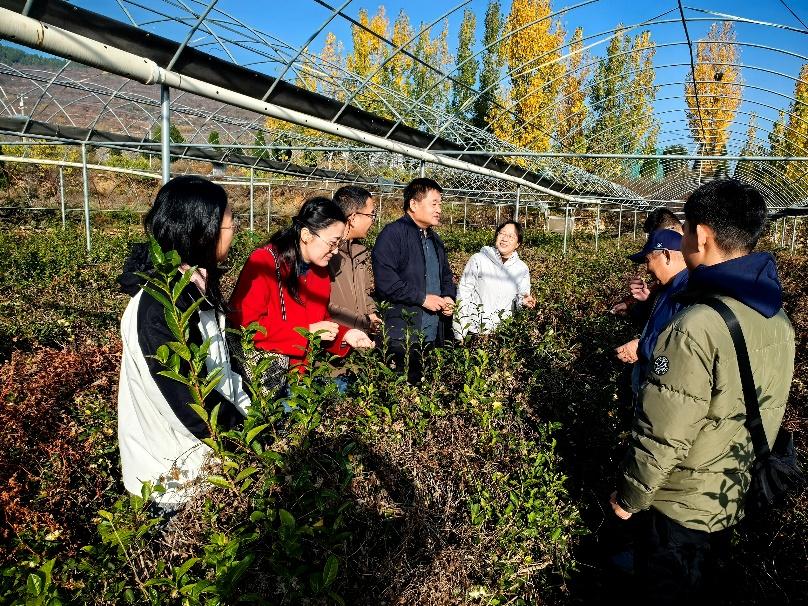 省茶叶体系岗站联动开展长清茶安全越冬管理现场技术指导活动